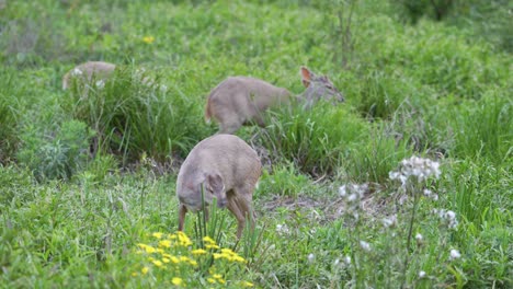 Gruppe-Von-Kleinen-Sumpfhirschen-Im-Hohen-Gras