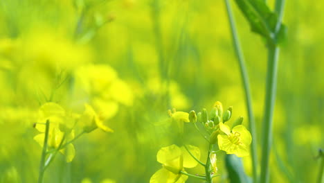 Yellow-flowers-with-blurred-green-background