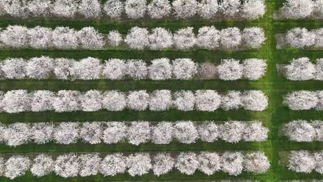 The-cherry-orchards-in-Door-County,-Wisconsin-are-in-full-bloom-in-the-spring-each-year