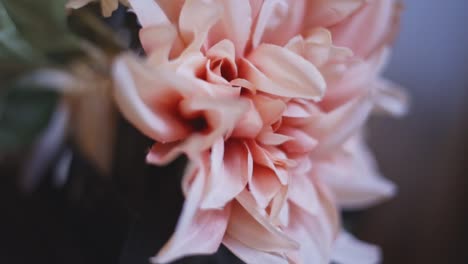 Schöne-Rosa-Blume-Im-Innenbereich-Auf-Dem-Display