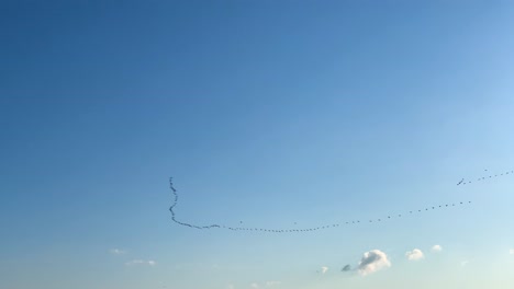 Large-v-formation-of-geese-flock-fly-in-blue-sky,-spring-migration,-Latvia
