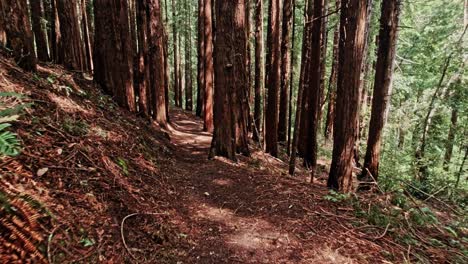 Muir-Woods-Lost-Trail-Pov-Camina-En-Cámara-Lenta-Con-Secuoyas,-California,-Estados-Unidos