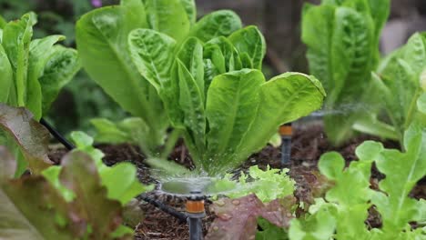 Selbst-Angebauter-Salat-Wird-Im-Garten-Gegossen