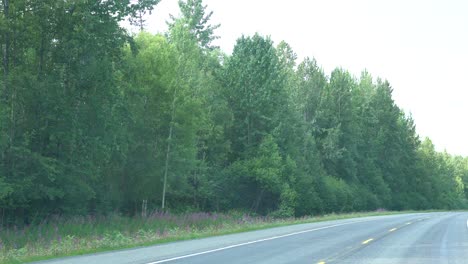 Tree-Lined-Street-in-Forest