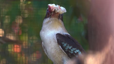 Close-up-shot-of-a-laughing-kookaburra,-dacelo-novaeguineae-perched-on-tree-branch,-caught-a-small-mouse-prey-in-its-mouth-with-its-long-and-robust-bill,-observing-the-surrounding-environment