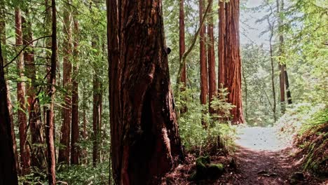 Muir-Woods-National-Park-Forest-Trees-with-Sunlight-Beaming-Down-onto-the-Lost-Trail,-Panning-Shot