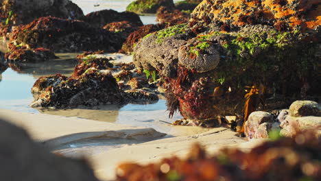 Sea-Water-Flowing-Through-Vibrant-Beach-Rock-and-Coral-Pool