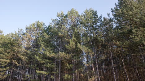 Pine-trees-at-a-windy-summer-day-with-blue-sky