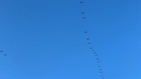 Múltiples-Pájaros-Vuelan-En-Línea-Recta-En-El-Cielo-Azul-Profundo-De-Letonia,-Migración-De-Primavera