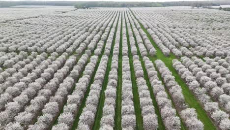 The-cherry-orchards-in-Door-County,-Wisconsin-are-in-full-bloom-in-the-spring-each-year