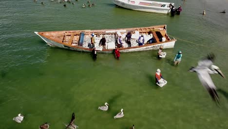 Gruppe-Von-Pelikanen,-Die-Sich-Von-Frischen-Sardinenfischen-Eines-Bootes-Ernähren