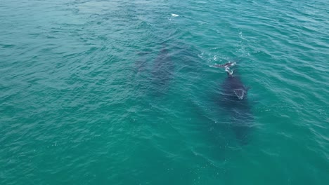 4K60-Humpback-Whales-Swimming-in-the-Indian-Ocean,-Australia