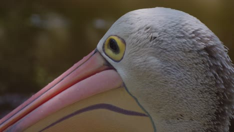 Close-up-of-the-majestic-head-of-an-Australian-pelican,-showcasing-its-distinctive-features-and-captivating-gaze