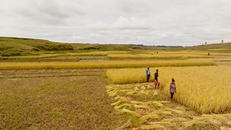 Luftaufnahme-Von-Menschen,-Die-Auf-Reisfeldern-In-Madagaskar-Arbeiten