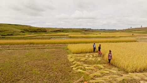 Vista-Aérea-De-Personas-Que-Trabajan-En-Campos-De-Arroz-En-El-Campo-De-Madagascar.