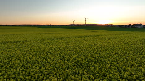 Aerial-view-of-a-field-of-yellow-flowers-at-sunset-with-wind-turbines-in-the-background