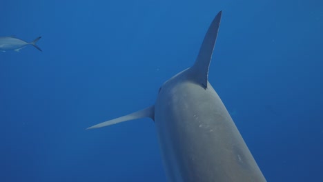 Bull-shark-swimming-away-into-blue-abyss-with-fin-up-cinematic