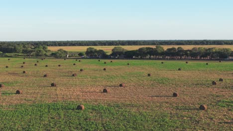 Aerial-side-view-of-a-field-filled-with-round-bales-of-hay-in-Santiago-del-Estero,-Argentina