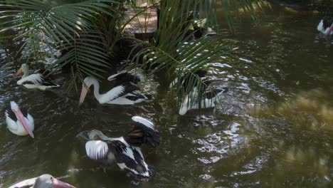 Pelícanos-Australianos-Nadan-En-Un-Pequeño-Estanque