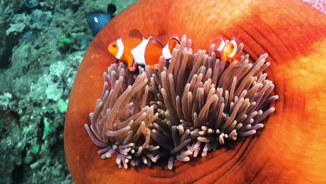 Orangefarbene-Prächtige-Seeanemone-Mit-Drei-Falschen-Anemonen-Clownfischen-Unterschiedlicher-Größe