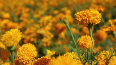 Imágenes-Panorámicas-En-Primer-Plano-De-Un-Campo-De-Flores-De-Caléndula