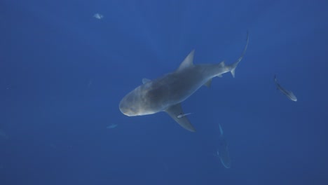 Draufsicht-Auf-Einen-Bullenhai,-Der-Im-Klaren,-Blauen-Ozeanwasser-Schwimmt
