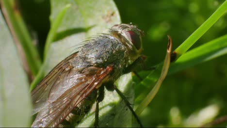Closeup-of-a-housefly-on-a-plant-in-garden