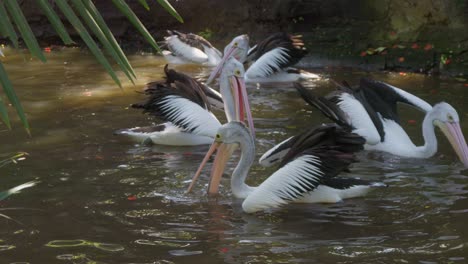 Una-Familia-De-Pelícanos-Alimentándose-En-El-Fondo-Del-Lago-En-Su-Hábitat-Natural,-Cámara-Lenta