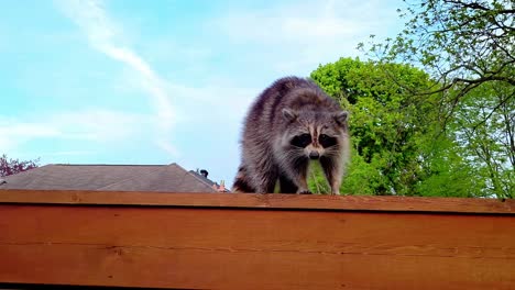 A-Brave-Raccoon-On-A-Fence---Wide-Daytime-Shot-of-a-Furry-Forest-Creature