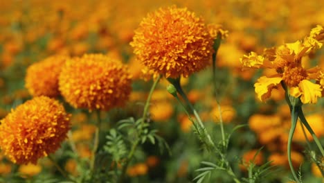 Close-up-footage-of-a-marigold-or-cempasúchil-flower-plantation-in-México