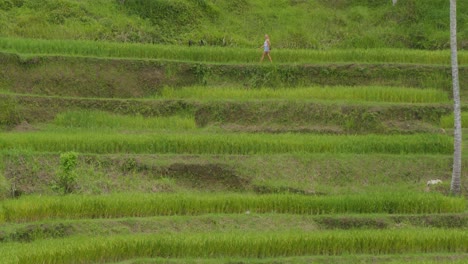 Las-Icónicas-Terrazas-De-Arroz-De-Tegallalang-En-Bali,-Indonesia,-Con-Una-Mujer-Paseando-A-Lo-Lejos