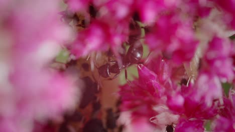 Nahaufnahme-Einer-Schwarzen-Gartenameise-In-Violetten-Blüten-Im-Garten,-Die-Nektar-Sammelt