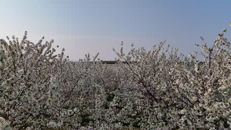 Los-Huertos-De-Cerezos-En-El-Condado-De-Door,-Wisconsin,-Están-En-Plena-Floración-En-La-Primavera-De-Cada-Año.