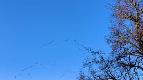 Multiple-v-shape-flocks-of-geese-fly-in-high-altitude-blue-sky,-Latvia