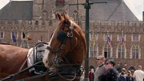 Caballo-Para-Dibujar-Carruaje-En-La-Plaza-Del-Mercado-De-Brujas,-Bélgica