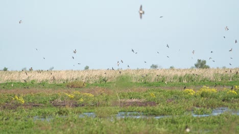 Un-Grupo-De-Pájaros-Sobre-Estanques-Y-Pantanos-En-Un-Parque-Nacional-En-Brasil
