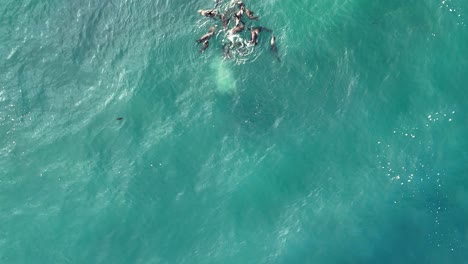 La-Jolla-Cove-Sea-Lions-Seals-Floating-in-Pacific-Ocean-Drone-Pass-Top-to-Bottom-of-Frame