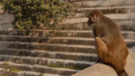 Monkey-sitting-next-to-steps,-Pashupatinath,-Kathmandu,-Nepal