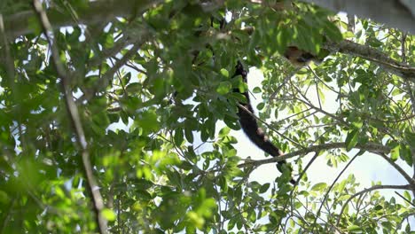 Alouatta-Pigra-howling-in-while-walking-in-a-beautiful-green-tree,-Brazil