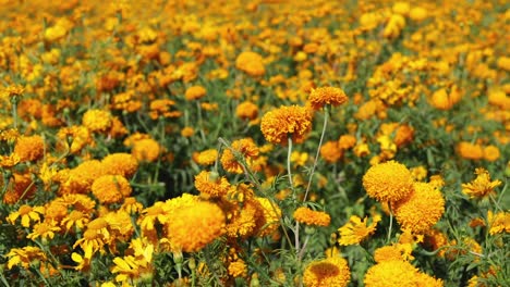 Footage-of-a-panoramic-view-of-a-marigold-flower-plantation