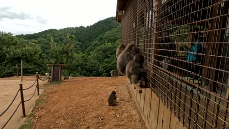 Iwatayama-Monkey-Park-In-Japan