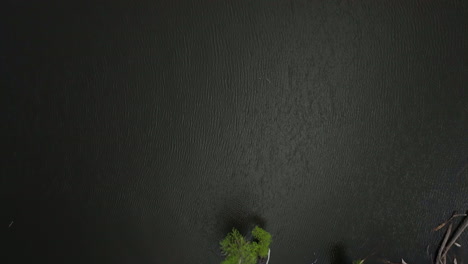 Trees-growing-the-in-the-middle-of-the-lake-at-Reelfoot-Lake-State-Park,-Tennessee