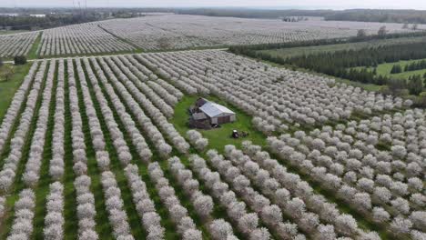 Los-Huertos-De-Cerezos-En-El-Condado-De-Door,-Wisconsin,-Están-En-Plena-Floración-En-La-Primavera-De-Cada-Año.