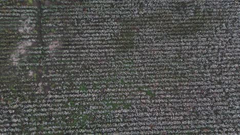 Una-Vista-Aérea-En-Movimiento-De-Arriba-Hacia-Abajo-De-Un-Campo-De-Algodón-Listo-Para-La-Cosecha,-Destacando-El-Sorprendente-Contraste-Entre-El-Follaje-Verde-Y-Las-Cápsulas-De-Algodón-Blancas