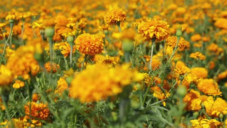 Panoramic-footage-of-a-marigold-flower-field