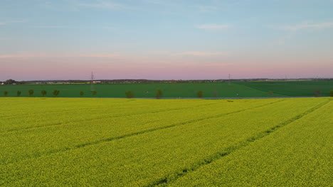 Aerial-view-of-rapeseed-field-and-distant-cars-on-a-road