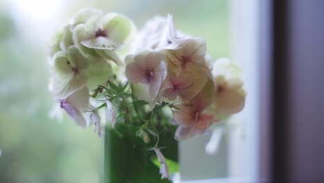 Ruhige-Kleine-Blumen-In-Einer-Vase-Am-Fenster