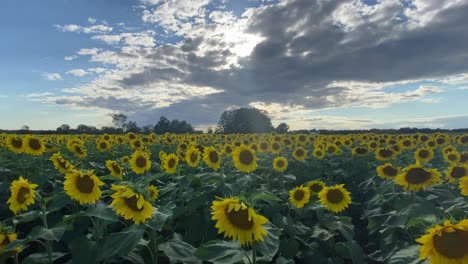 Cielo-Azul-Con-Nubes-Sobre-Un-Campo-De-Girasoles