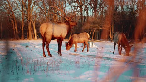 Elch-Hirsch-Mit-Schnee-Und-Baum-Am-Morgen-Im-Winter-Langsam