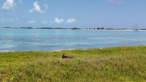 Szene-Sula-Sula-Tölpelvogel-Pajaro-Bobo-Auf-Der-Mittelkaribischen-Insel-Los-Roques